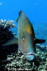 "Look in to my eyes" On the GBR. This large Napoleon wras... by Glenn Storey 